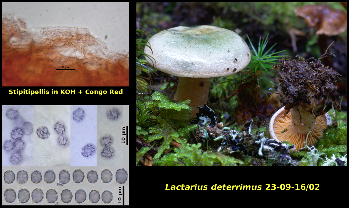 Picture of <i>Lactarius deterrimus</i>